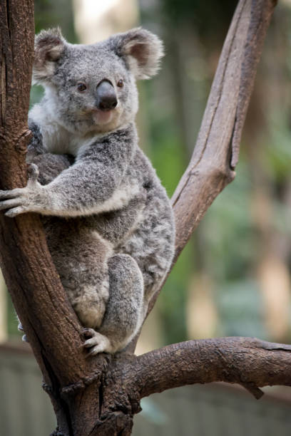 istock koala with joey 1043287684