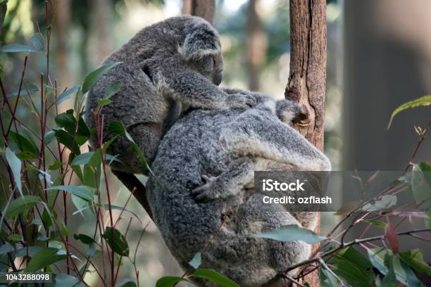 Koala Con Dos Crías Foto de stock y más banco de imágenes de Animal - Animal,  Australia, Cachorro - Animal salvaje - iStock
