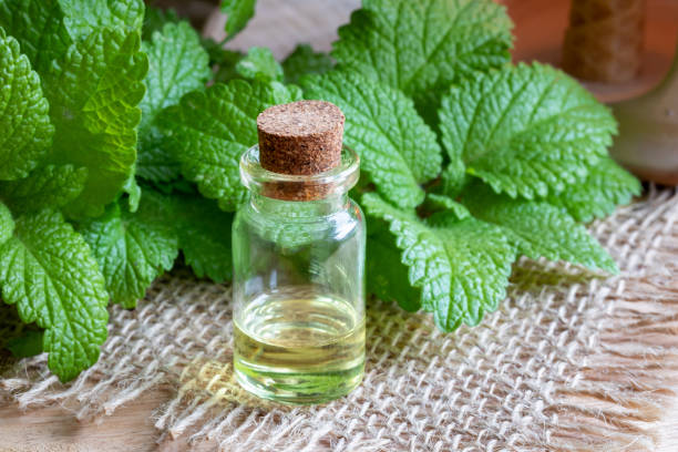 istock A bottle of melissa essential oil with fresh melissa 1043288868