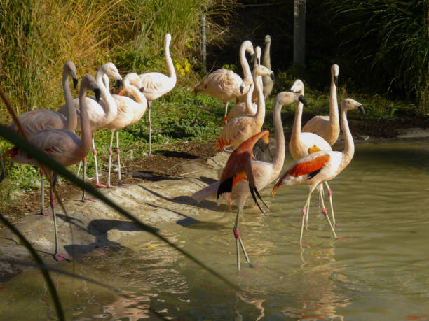 istock Pink Flamingos Standing in Water 1043292480