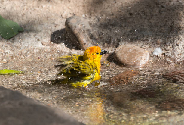 The Taveta weaver, also known as a Teveta golden weaver, is a species of bird in the Ploceidae family. It is found on the African Savannah in Kenya and Tanzania. The name of the bird comes from the unique markings/coloration of the bird, as well as how these birds weave intricate nests.