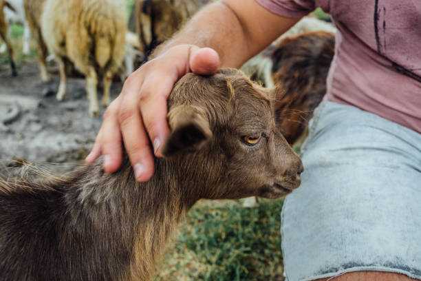istock Male's hand stroking brown lamb, close up 1043295916