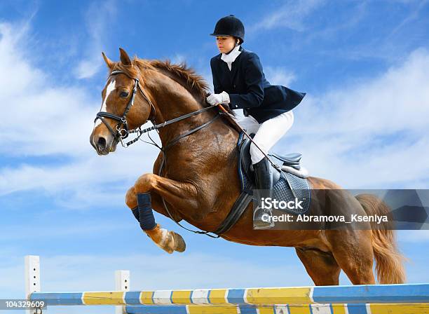 Equestrian Jumper Stock Photo - Download Image Now - Horse, Equestrian Show Jumping, Jumping