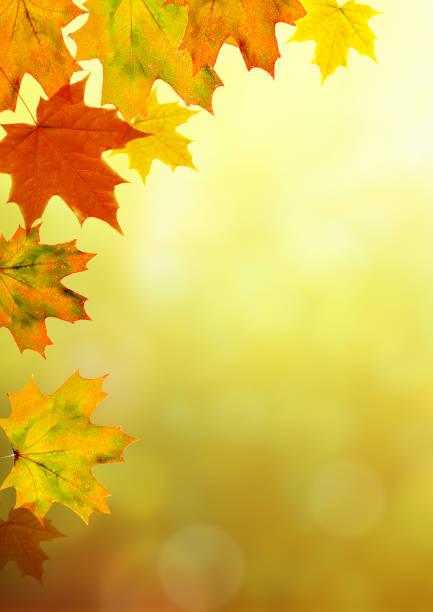 istock Autumn maple leaves bright nature bokeh background 1043299702