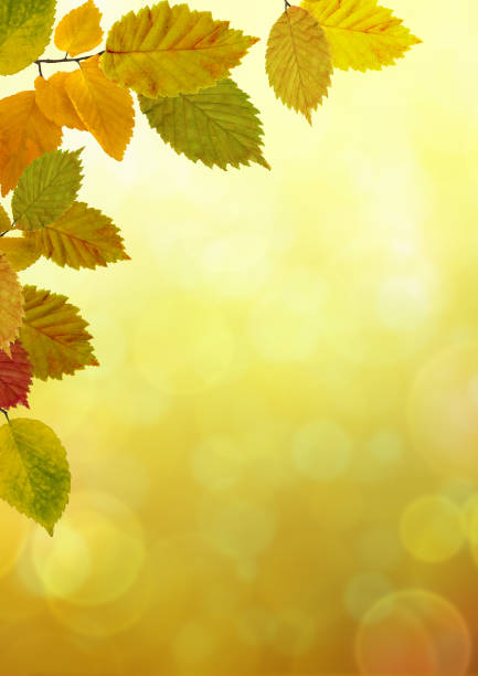 Autumn beech leaves and branches on a beautiful nature green yellow orange red bokeh forest bright colorful fall vertical background. Space for text.