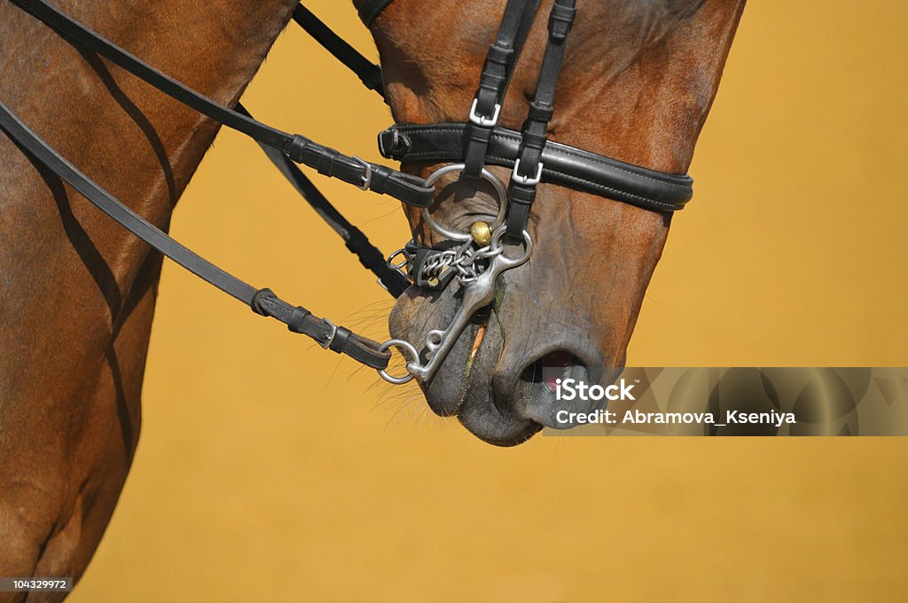 Adestramento-focinheira de cavalo - Foto de stock de Adestramento royalty-free