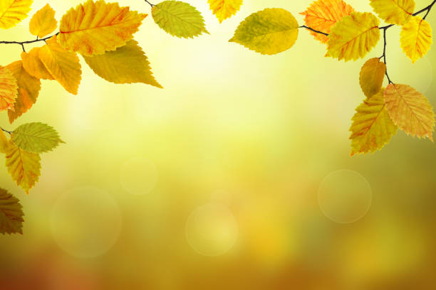 istock Autumn beech leaves bright nature bokeh background 1043299742