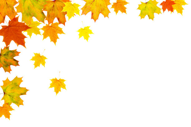 las hojas de otoño brillante sobre un fondo blanco - colores fotos fotografías e imágenes de stock