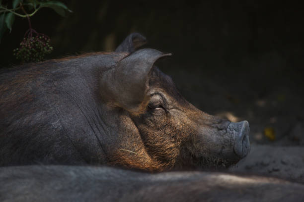 Duroc pig (Sus scrofa f. domesticus) Duroc pig (Sus scrofa f. domesticus). duroc pig stock pictures, royalty-free photos & images