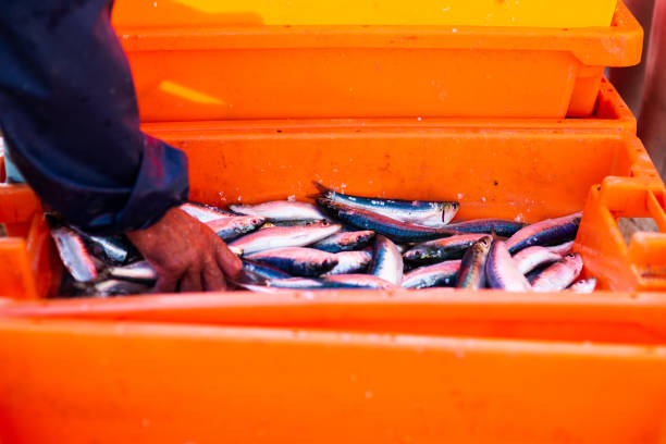 istock Fishermen collect the catch on the beach 1043300030