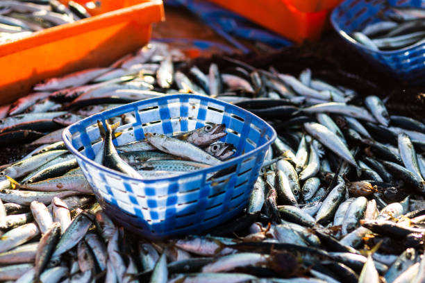 istock Fishermen collect the catch on the beach 1043300058