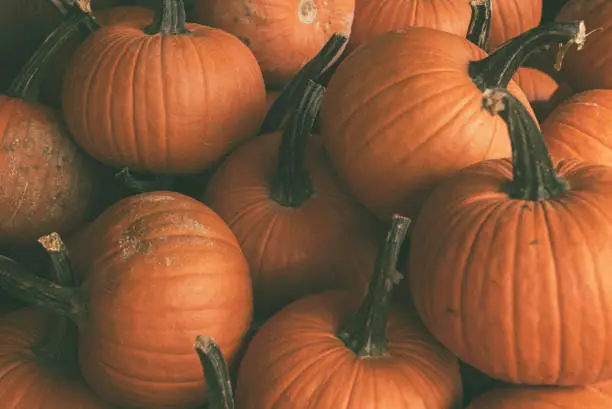Halloween pile of pumpkins at a pumpkin patch.