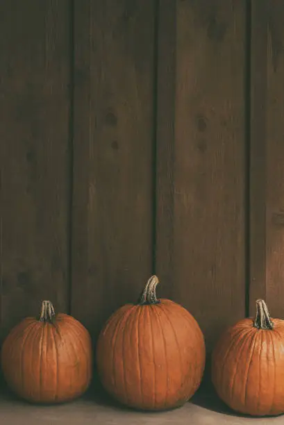 Halloween pumpkins at pumpkin patch against a rustic wood wall with copy space