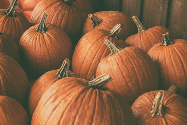 halloween kürbis-hintergrund - kürbisernte stock-fotos und bilder