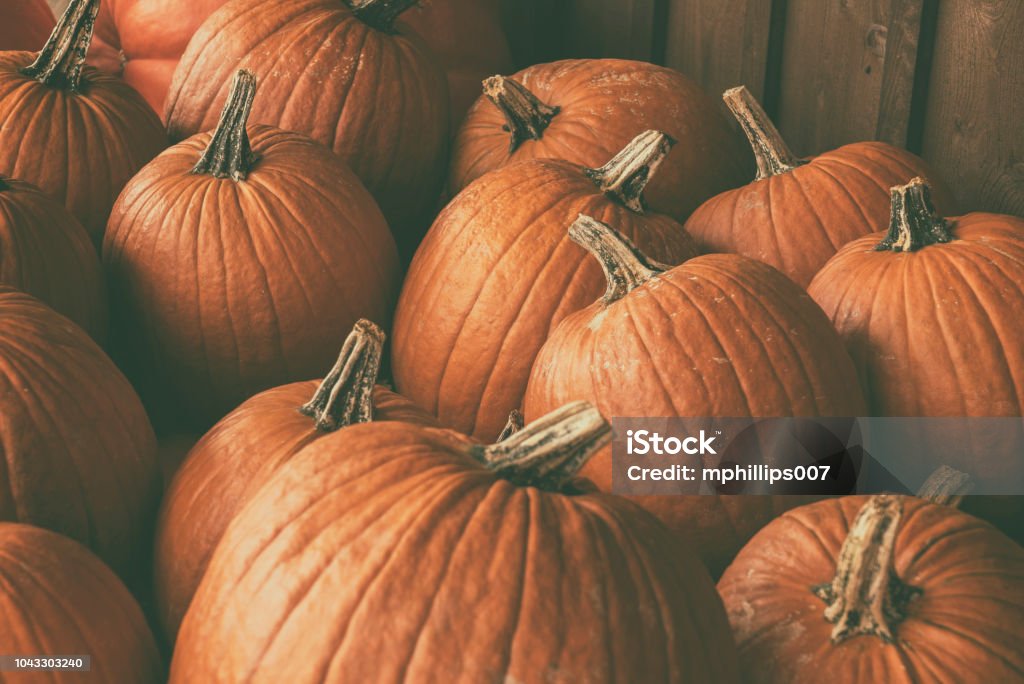 Halloween Pumpkin Background Halloween pile of pumpkins at a pumpkin patch. Pumpkin Stock Photo