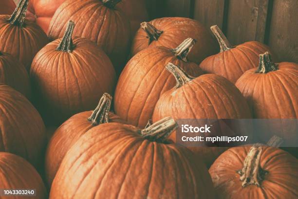 Halloween Pumpkin Background Stock Photo - Download Image Now - Pumpkin, Backgrounds, Pumpkin Patch