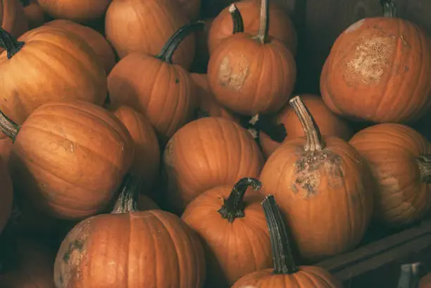 Halloween pile of pumpkins at a pumpkin patch.