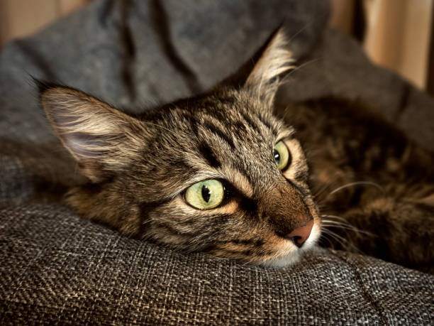 istock Cat lying gray chair bag 1043305810