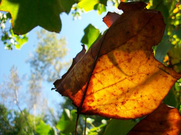 istock Colorful Autumn Leaves 1043306172