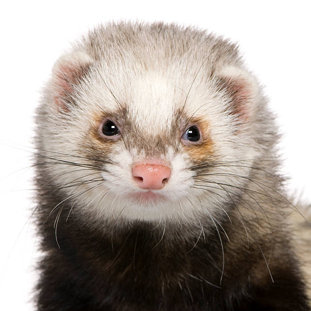 istock Close-up of Ferret,  1 year old, front view. 104330966