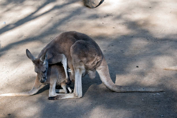 joey et kangourou rouge - joey kangaroo young animal feeding photos et images de collection