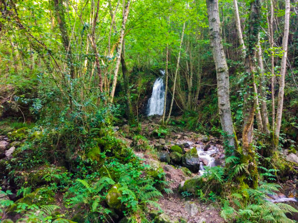 view of the waterfall of nonaya (cascada de nonaya) with the nonaya river flowing down through rocks in middle of a forest in asturias, spain. camino de santiago primitivo - stream forest river waterfall imagens e fotografias de stock