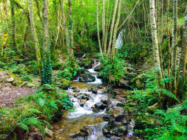 vista della cascata di nonaya (cascada de nonaya) con il fiume nonaya che scorre attraverso le rocce nel mezzo di una foresta nelle asturie, in spagna. primitivo del cammino di santiago - stream river water spring foto e immagini stock