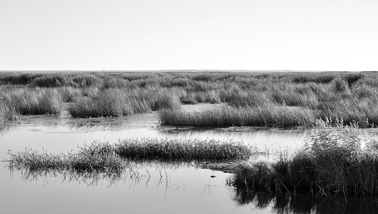 Shore of the Gulf of Finland of Baltic Sea with sedge thickets, Russia. Black and white.