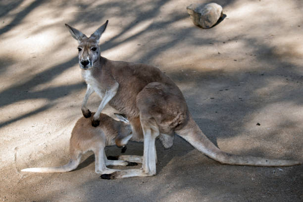 joey et kangourou rouge - joey kangaroo young animal feeding photos et images de collection