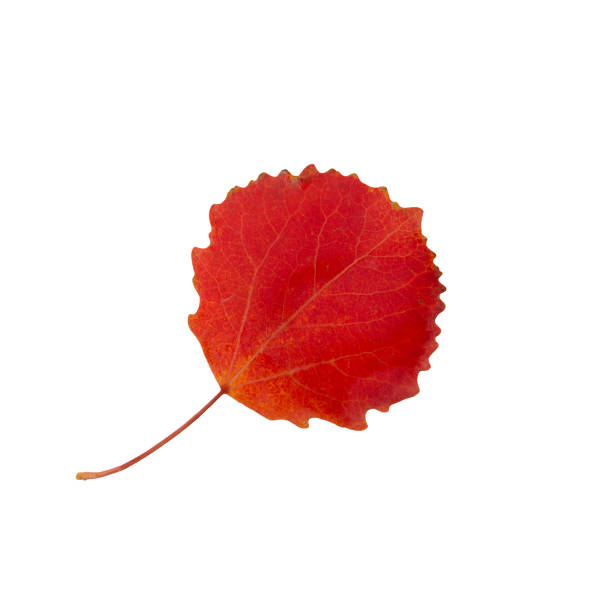 istock Autumnal aspen leaf red isolated on white background 1043313768