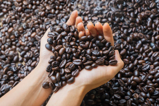 istock Young woman holding fresh coffee beans 1043314064