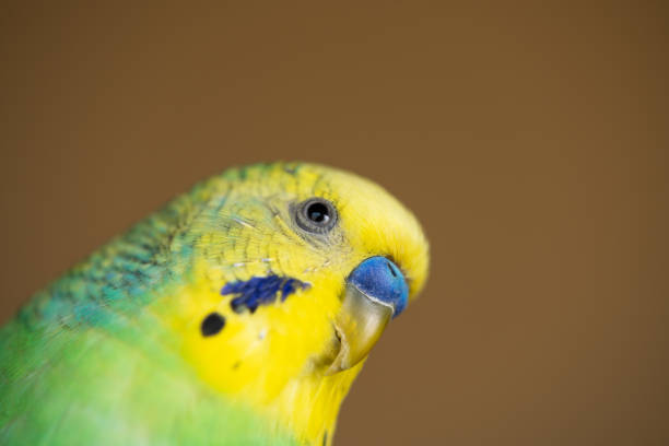 istock green yellow budgerigar 1043317286