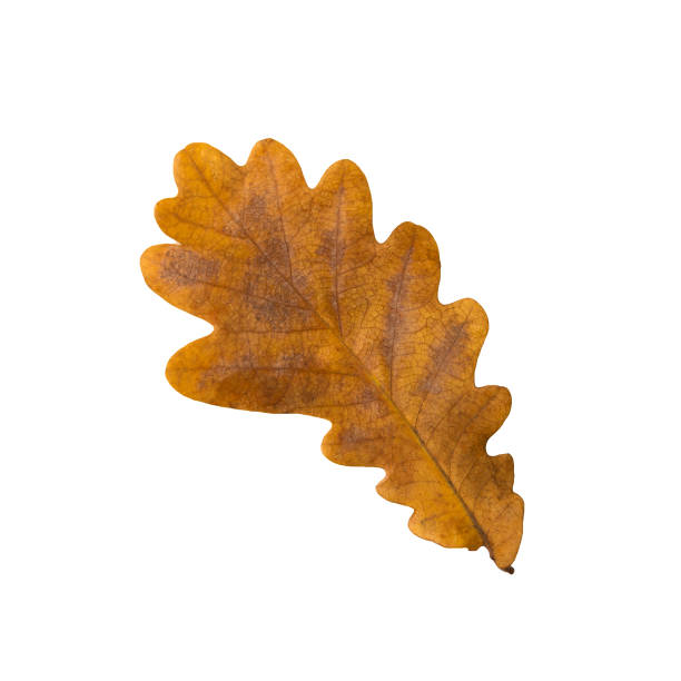 Autumn leaf of an oak isolated on a white background