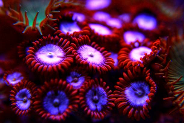 istock Colourful zoanthus colony polyps in reef aquarium tank 1043326874