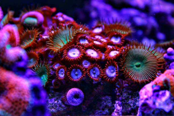 istock Colourful zoanthus colony polyps in reef aquarium tank 1043326884