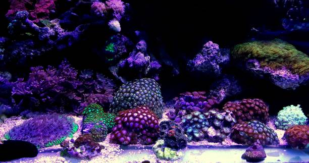 istock Colourful zoanthus colony polyps in reef aquarium tank 1043326890