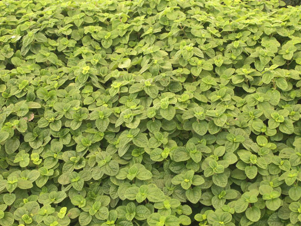 istock close up green leaves wall background 1043337598