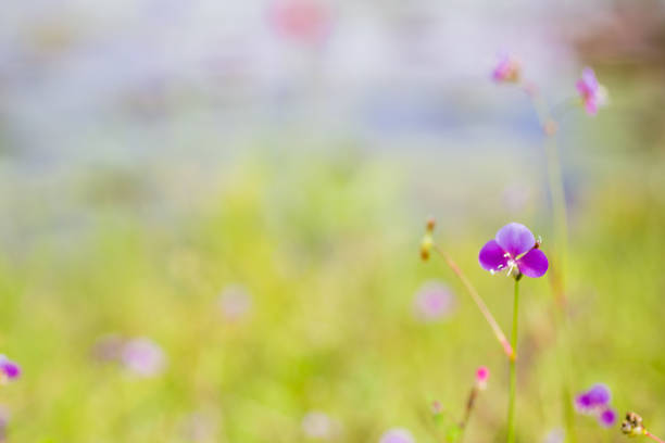 Selective focus grass flower on green grass leaf. Nature background.