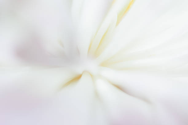 Daisy,Flowers,Art,Abstract