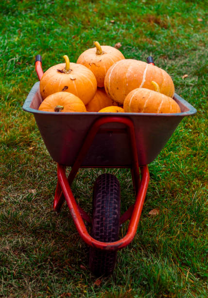 Pumpking in wheelbarrow
