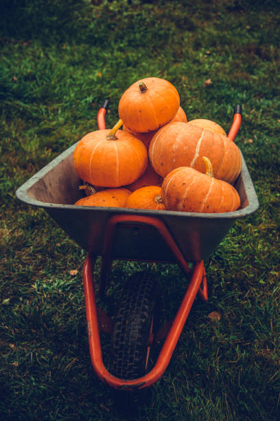 istock Pumpking in wheelbarrow 1043341022