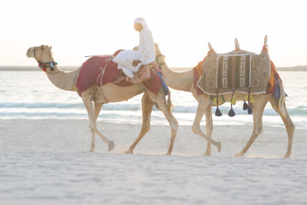 istock Arab man riding camels on the beach. 1043341362