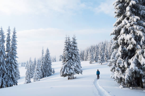 istock Walking in the winter forest 1043346822