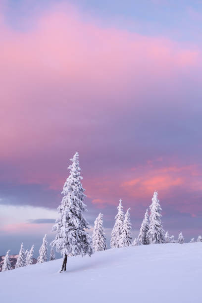 istock Christmas landscape with fir tree in the snow 1043346834