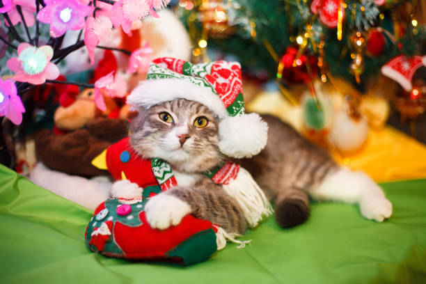 istock cat in the New Year hat under the Christmas tree 1043349494