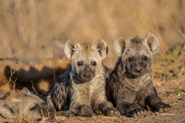 istock Cute Baby Hyenas Side by Side 1043349870