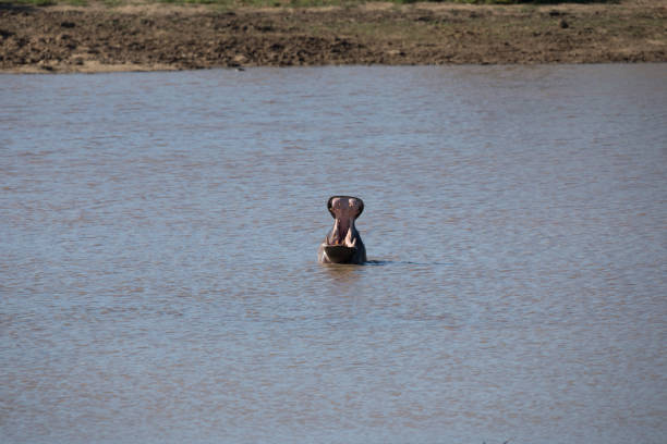 nilpferd gähnen im fluss - kruger national park hippopotamus animal mouth animal stock-fotos und bilder