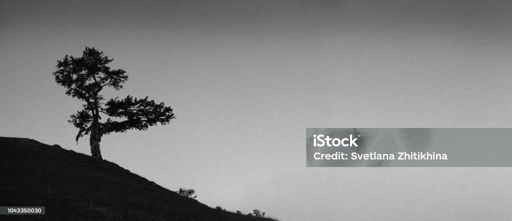 Phong Cảnh Đen Trắng Cây Cô Đơn Trên Sườn Dốc Trên Bầu Trời Phong Cảnh U  Sầu Hình ảnh Sẵn có - Tải xuống Hình ảnh Ngay bây giờ - iStock