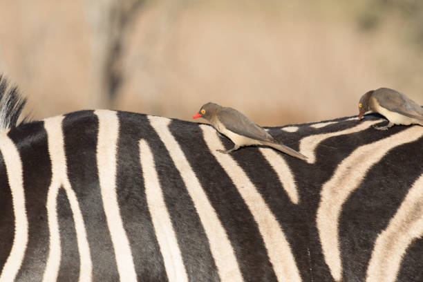 Close-Up of Two Oxpeckers on Zebra Back