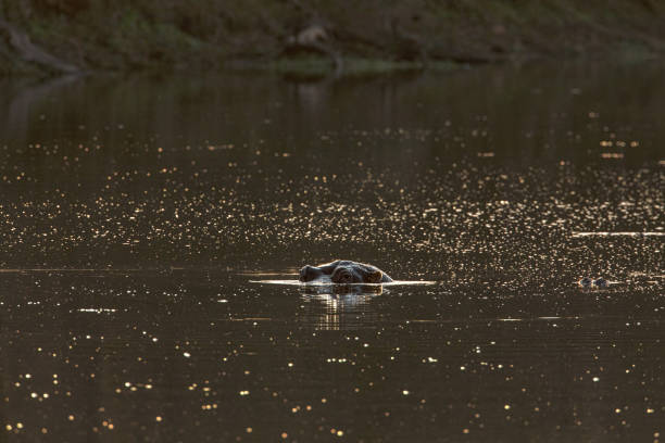 istock Head of Hippopotamus in Water 1043355708